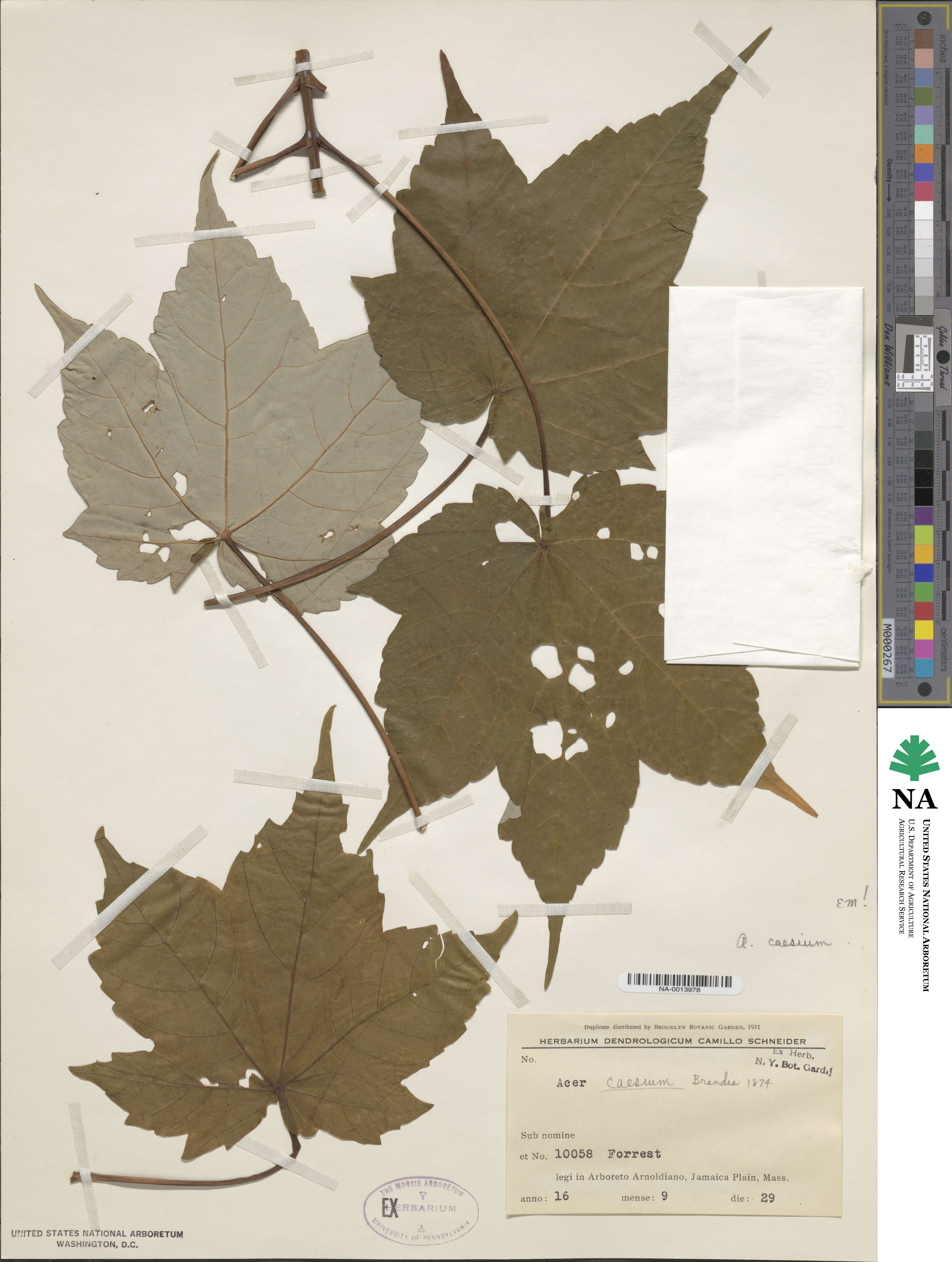 Acer caesium image