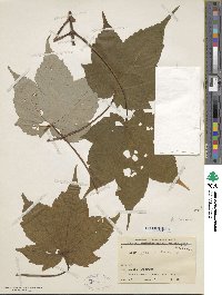 Image of Acer caesium