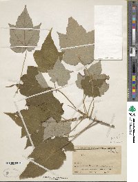 Acer caesium image