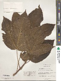 Acer caesium image