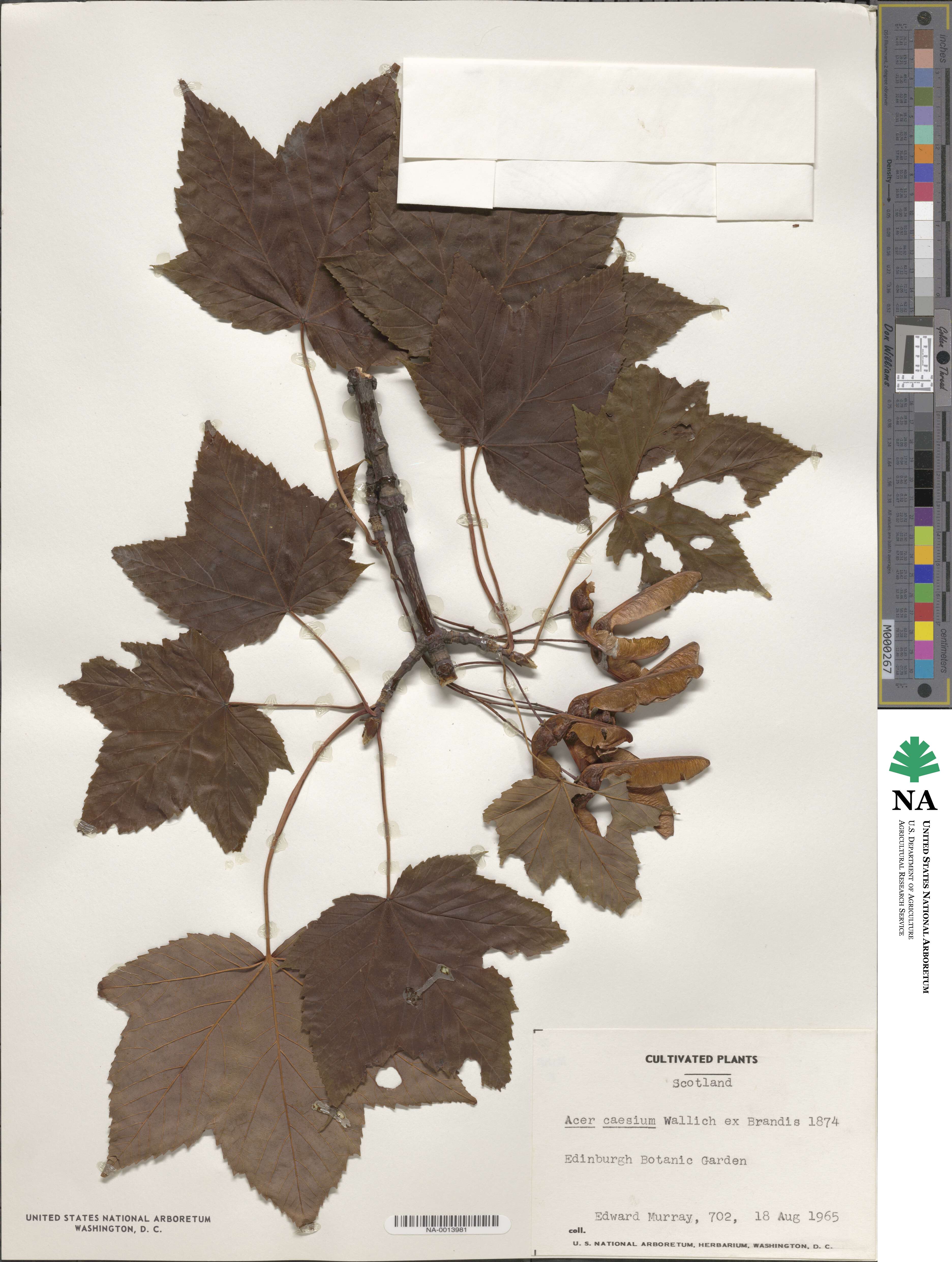 Acer caesium image