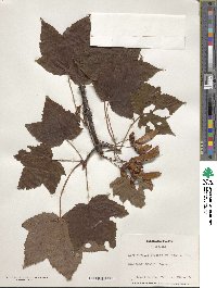 Acer caesium image