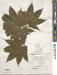 Acer campbellii image