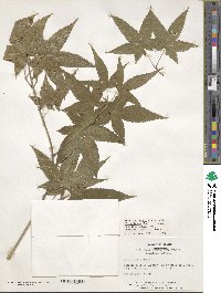 Acer oliverianum image