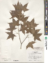 Acer oliverianum image