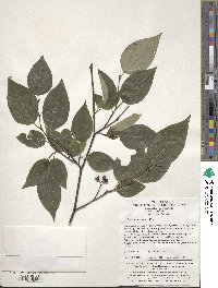 Image of Lindera neesiana