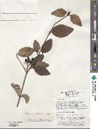 Viburnum schensianum image