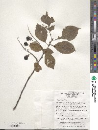 Prunus padus image