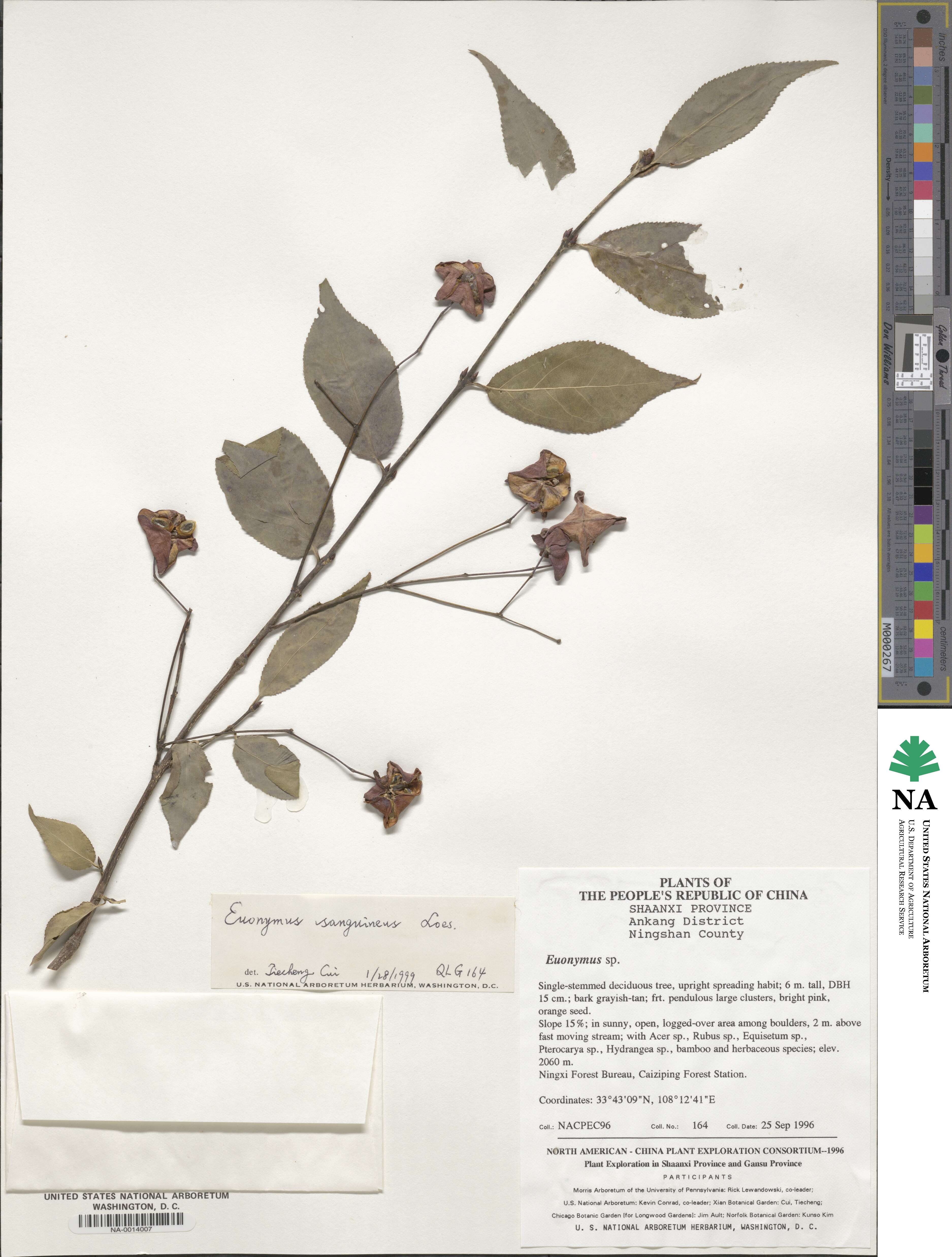 Euonymus sanguineus image