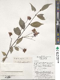 Euonymus sanguineus image