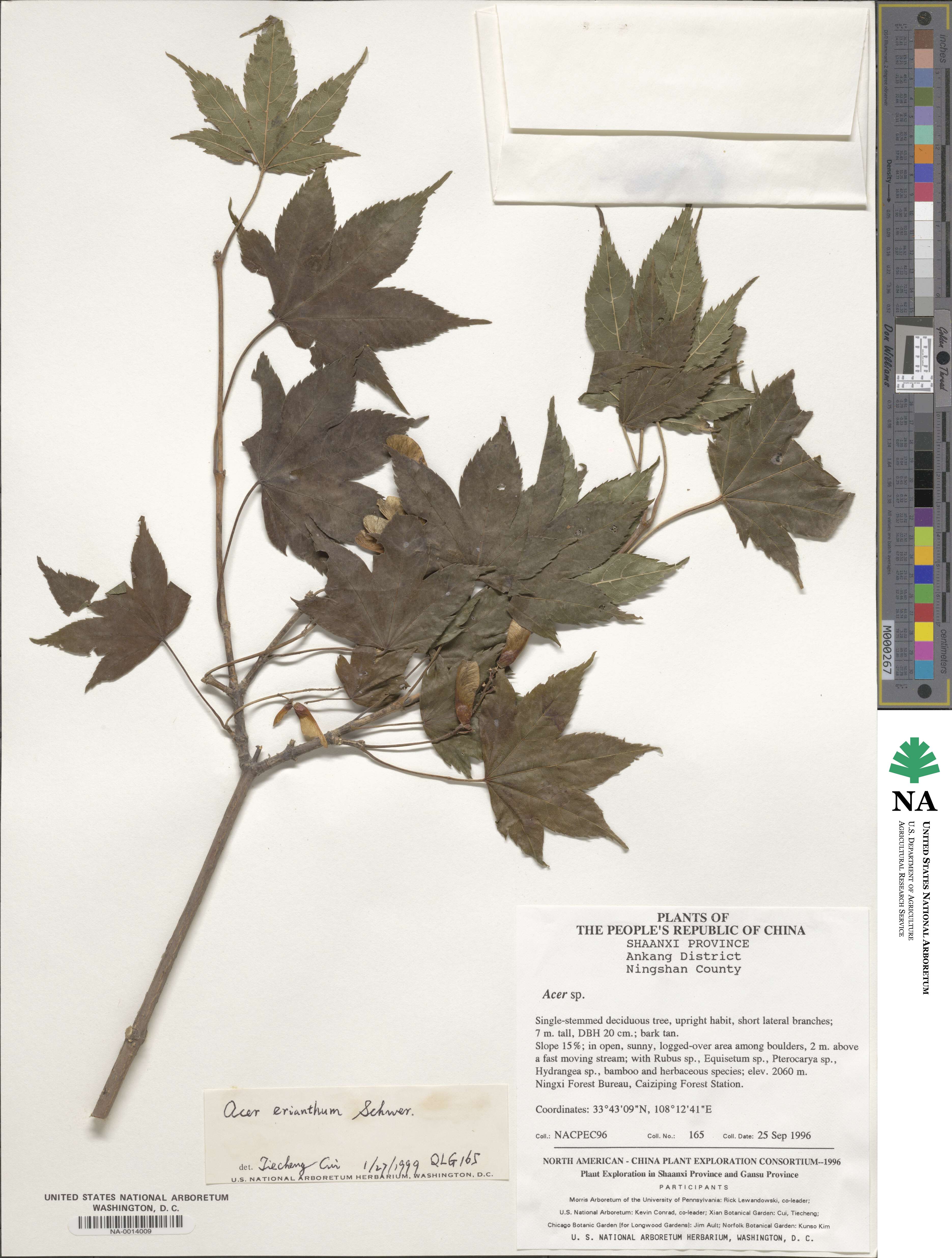 Acer erianthum image