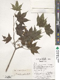 Acer erianthum image