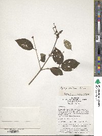 Syringa pubescens image