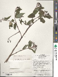 Image of Deutzia hypoglauca