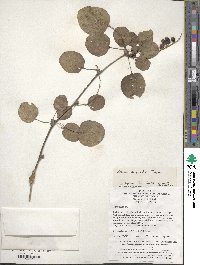 Image of Berberis dasystachya