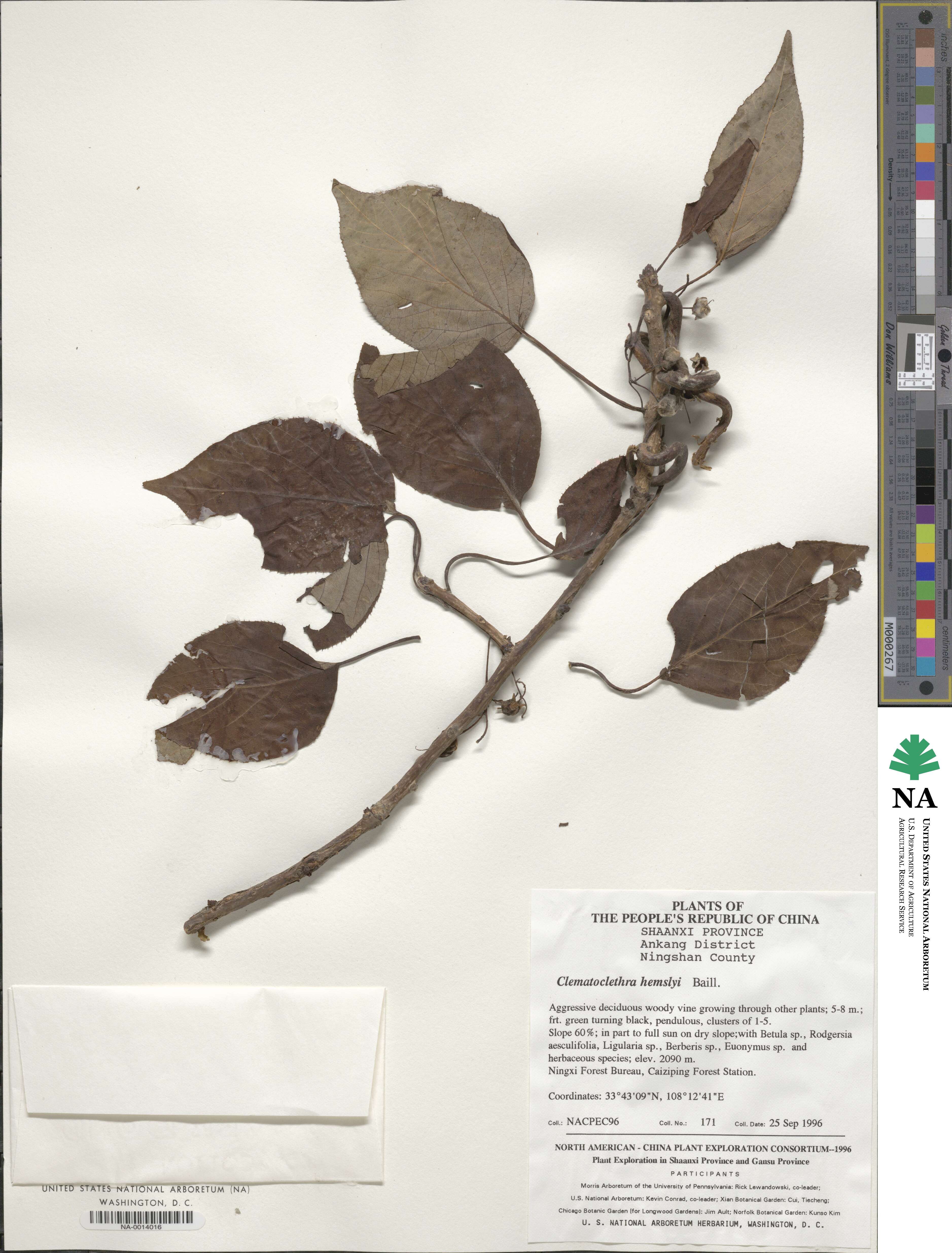 Clematoclethra scandens subsp. hemsleyi image