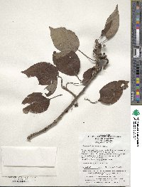 Clematoclethra scandens image