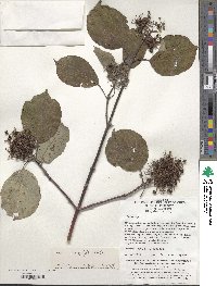 Cornus macrophylla image