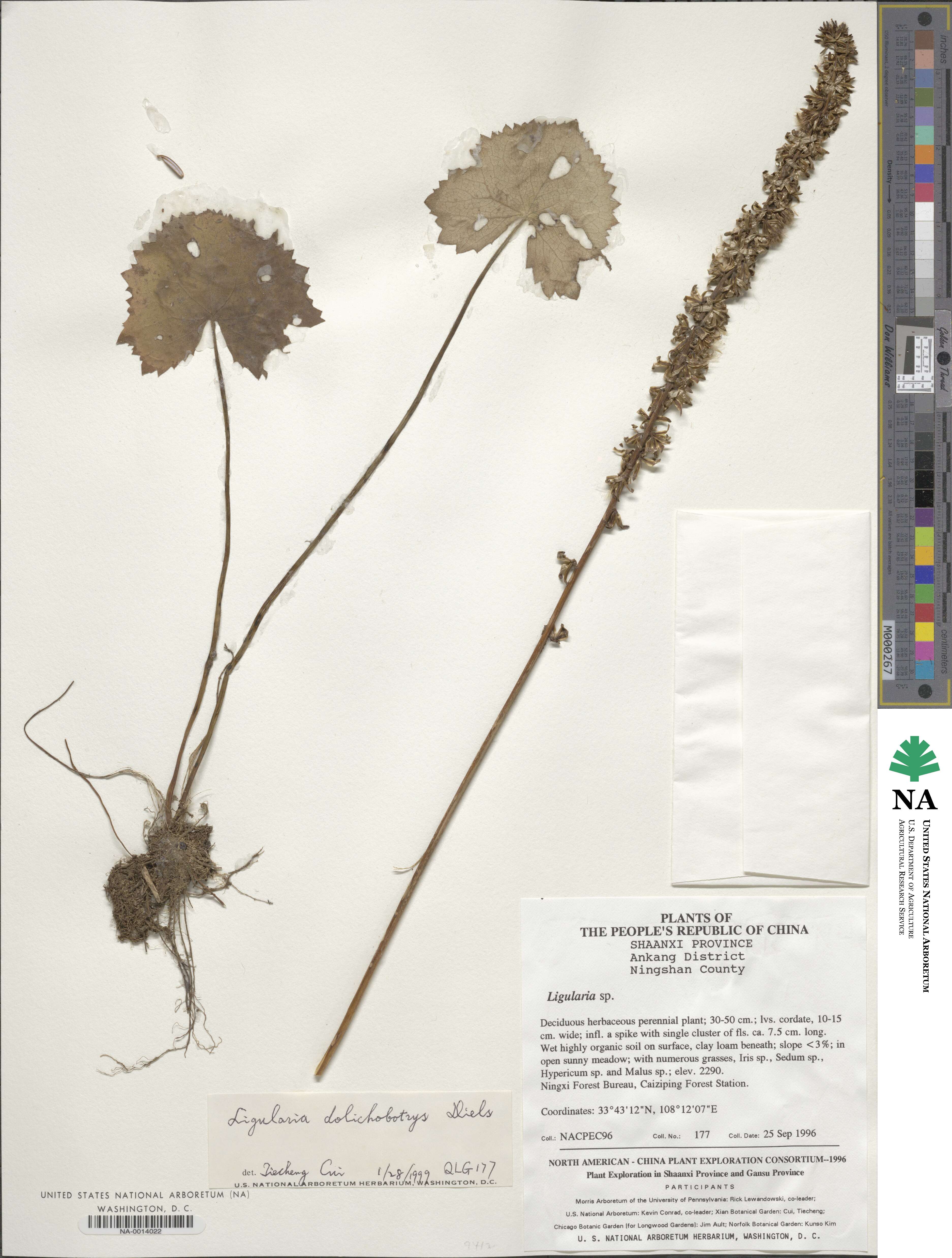 Ligularia dolichobotrys image