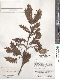 Sorbus koehneana image