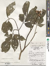 Image of Paeonia mairei