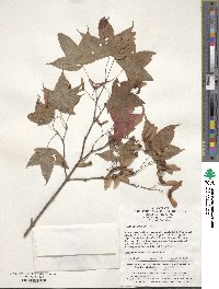 Acer oliverianum image