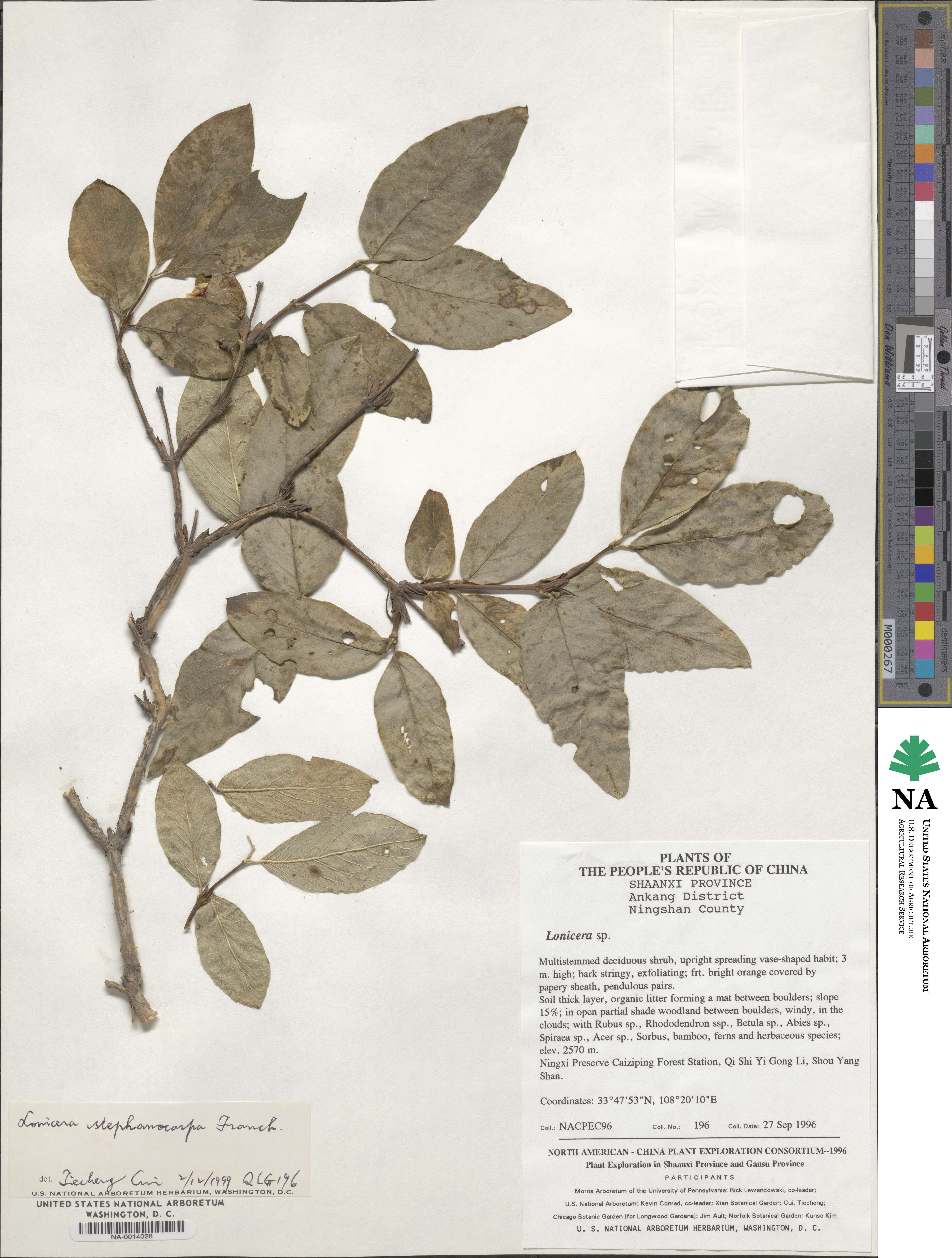 Lonicera stephanocarpa image