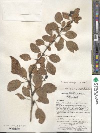 Berberis henryana image