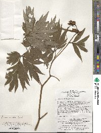 Paeonia anomala subsp. veitchii image