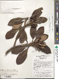 Rhododendron aureodorsale image