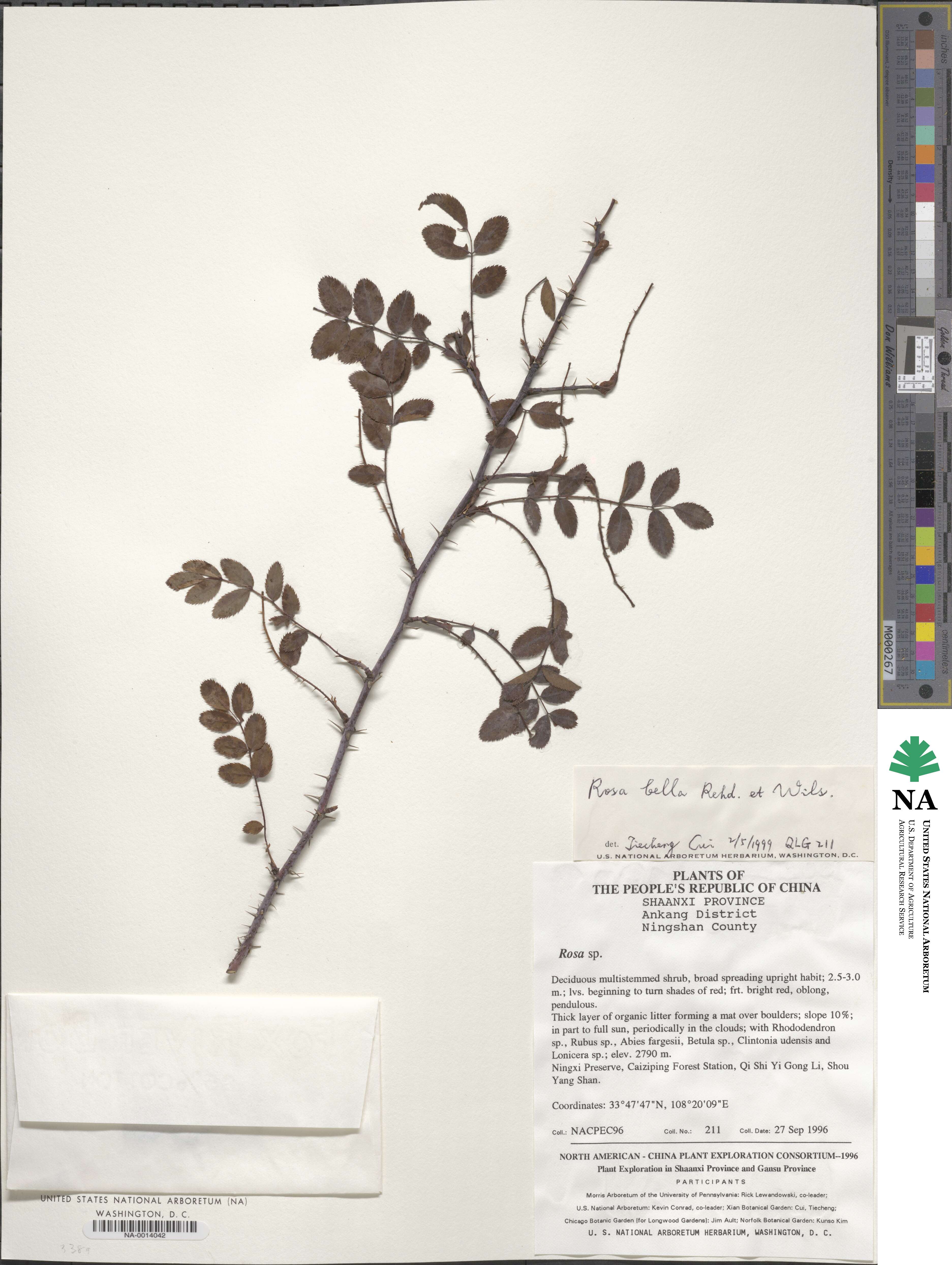 Rosa bella image