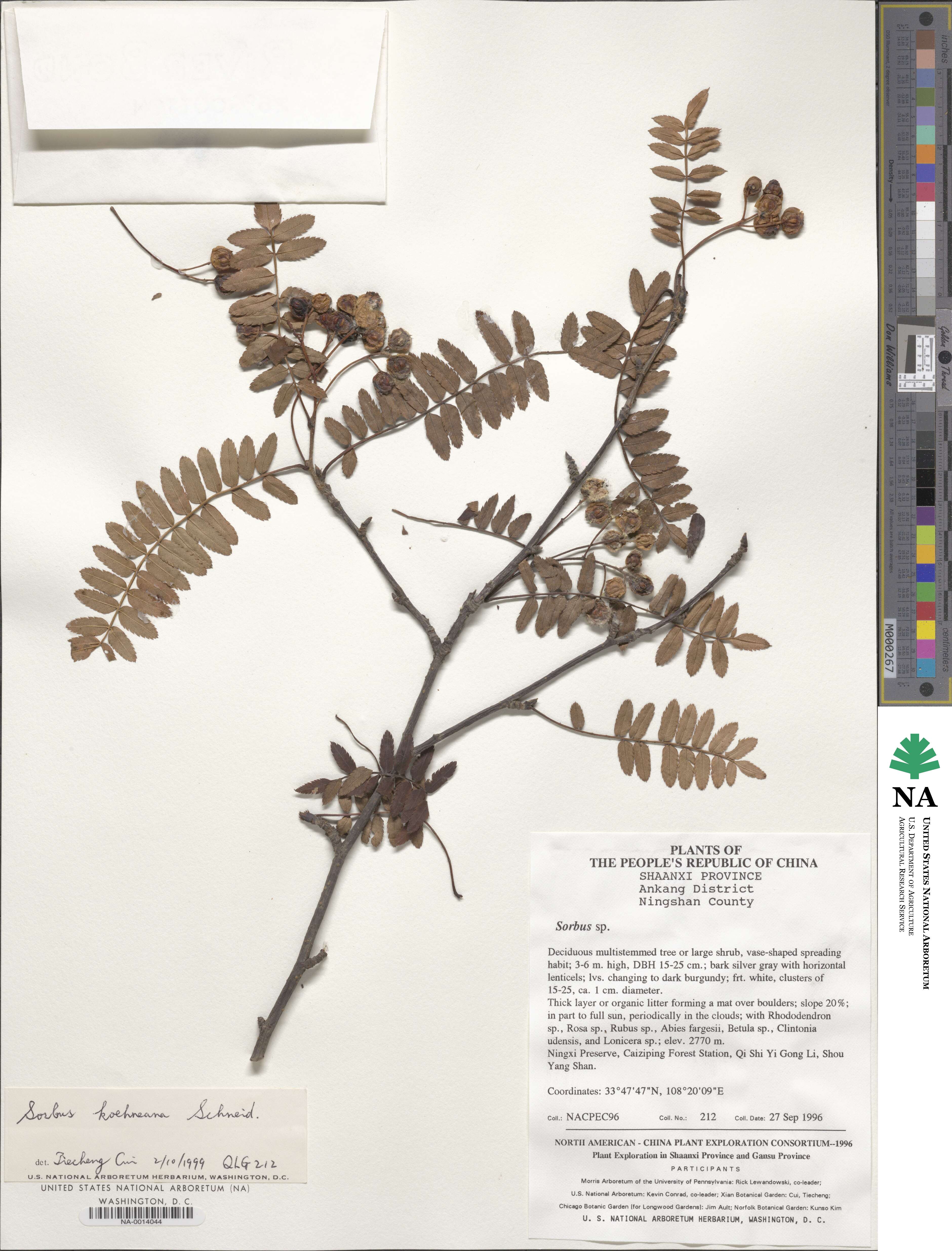 Sorbus koehneana image
