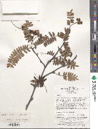 Sorbus koehneana image