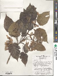 Acer davidii image