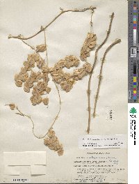 Dioscorea spiculiflora var. spiculiflora image