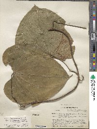 Dioscorea hondurensis image