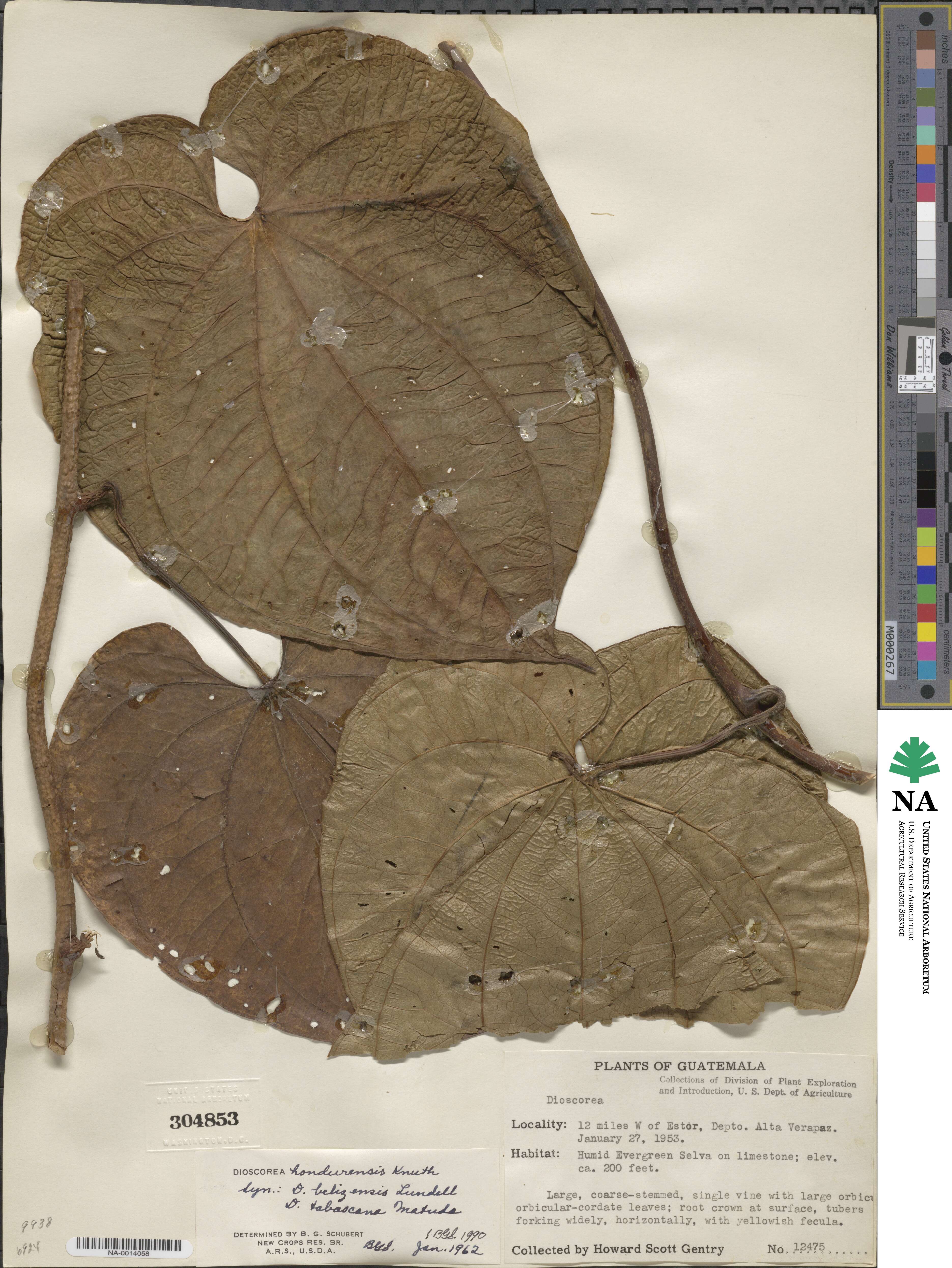 Dioscorea hondurensis image