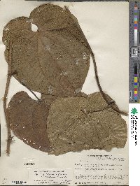 Dioscorea hondurensis image