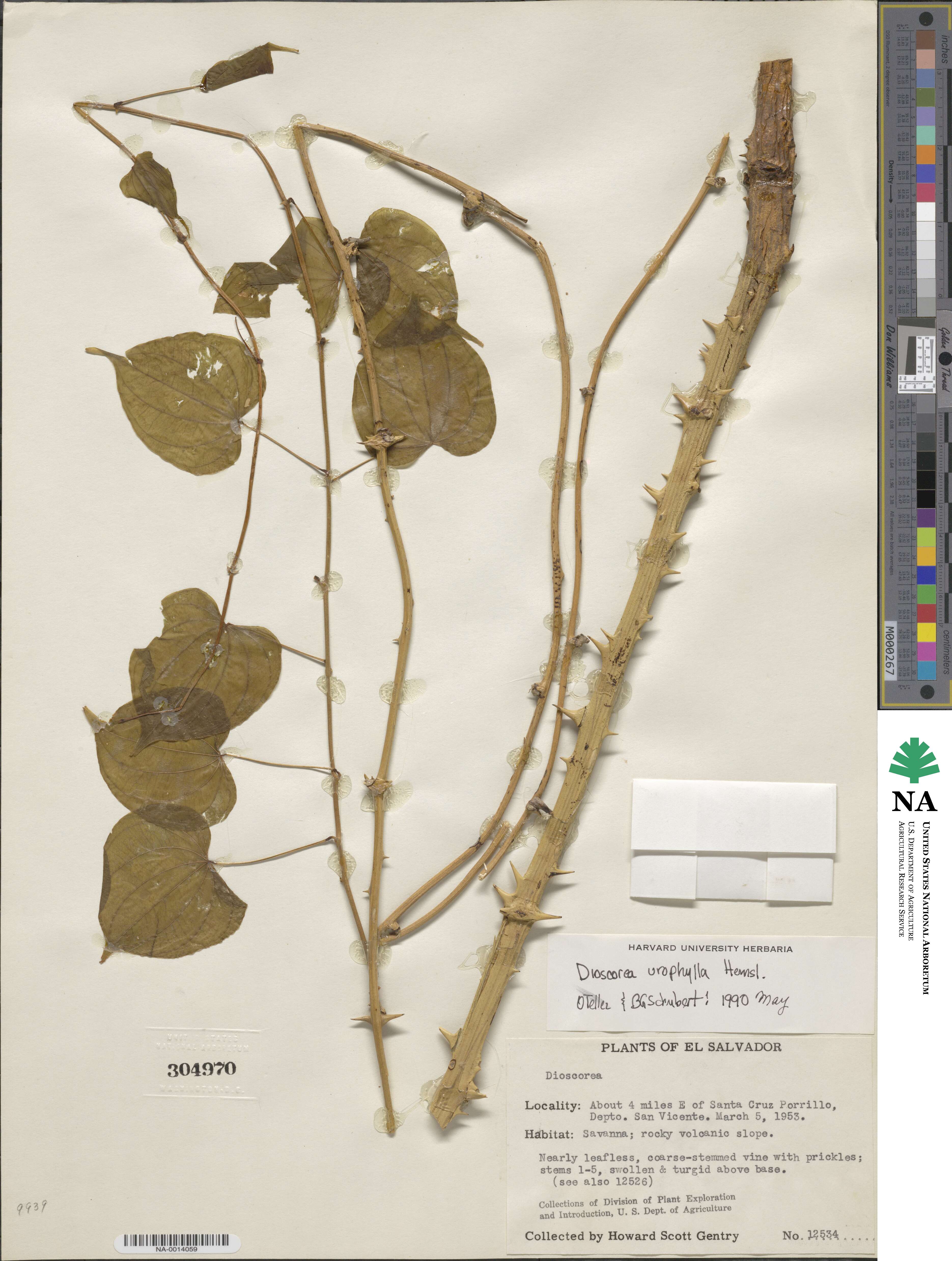 Dioscorea urophylla image