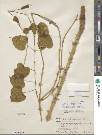 Dioscorea urophylla image