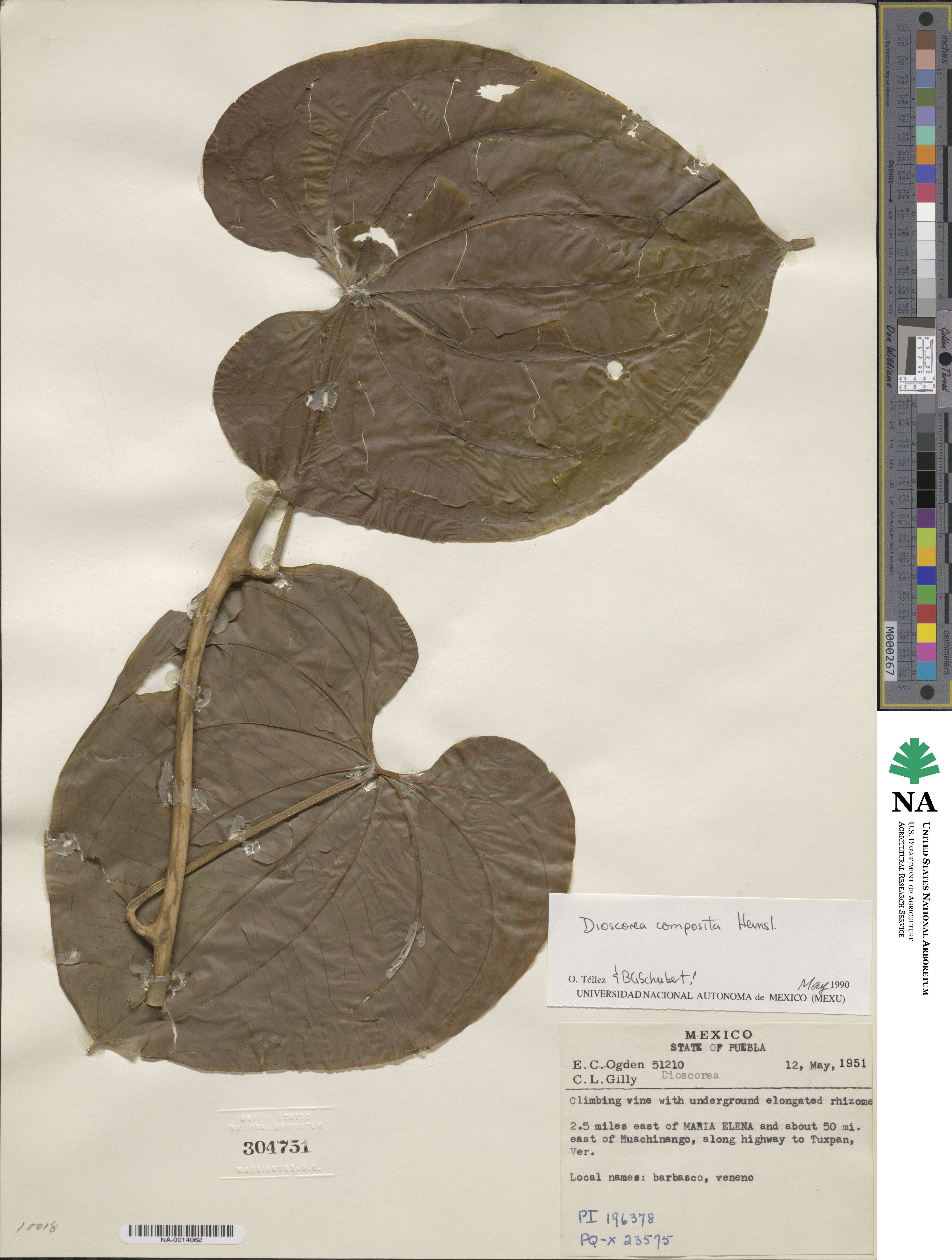 Dioscorea composita image