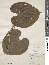 Dioscorea composita image