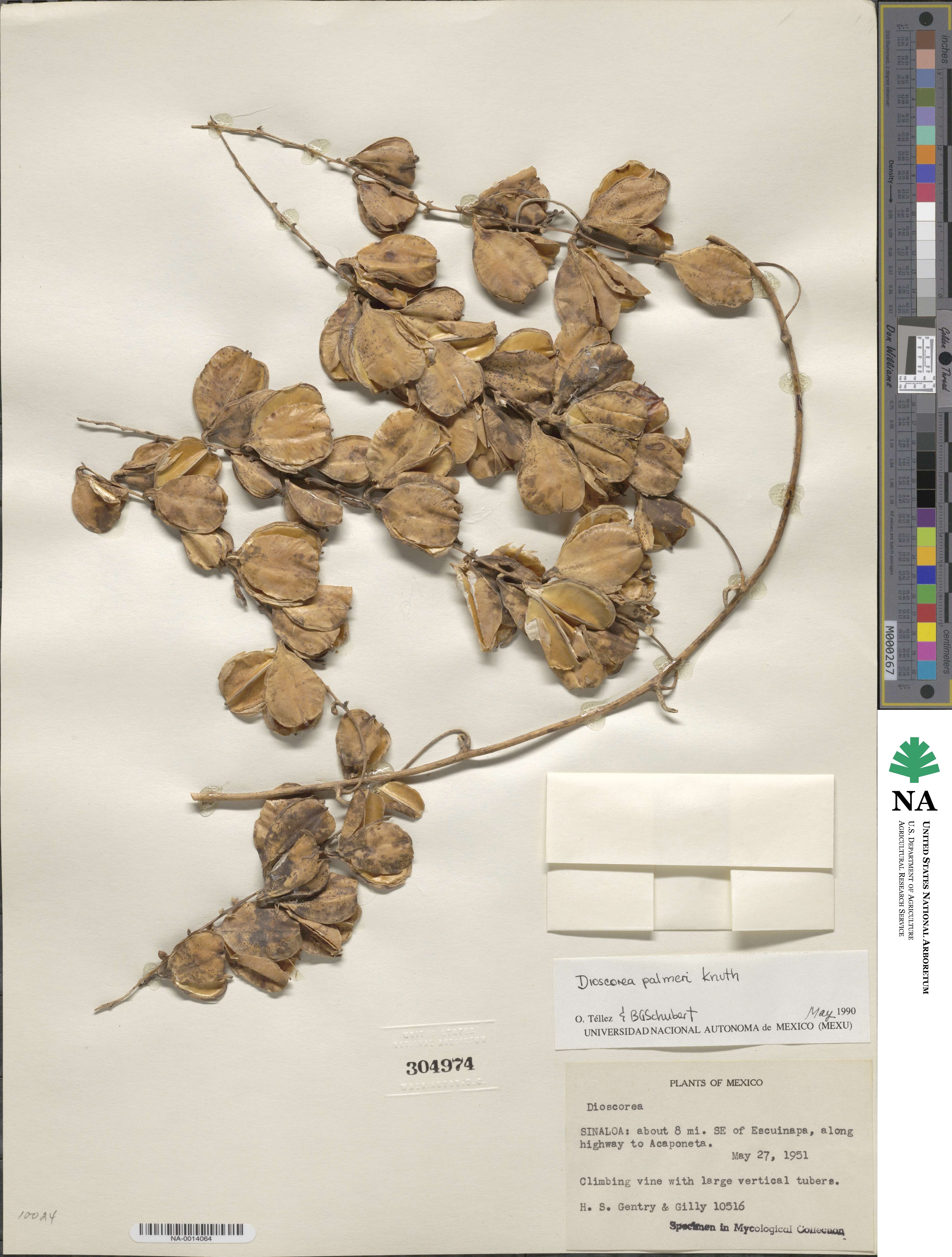 Dioscorea palmeri image