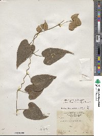 Dioscorea mexicana image