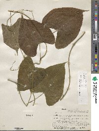 Dioscorea spiculiflora var. spiculiflora image