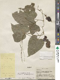 Dioscorea mexicana image