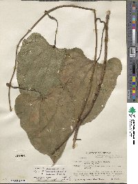 Dioscorea hondurensis image