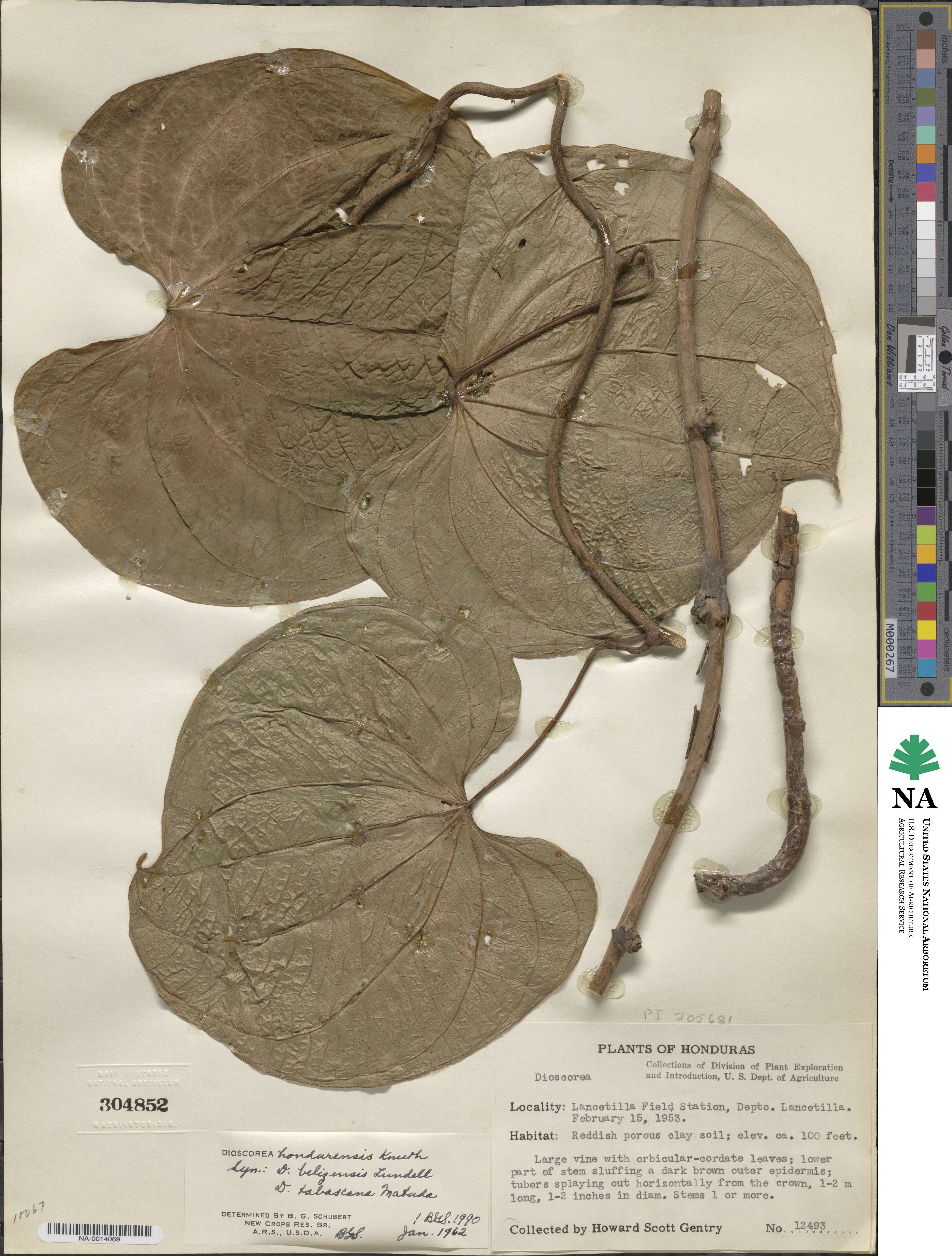 Dioscorea hondurensis image