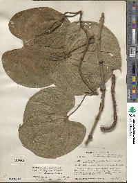 Dioscorea hondurensis image