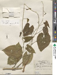 Dioscorea composita image